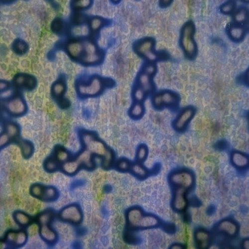 Vintage Uroboros Blue, Emerald Green on White Mottled Stained Glass Sheet, 00-51 8x10"